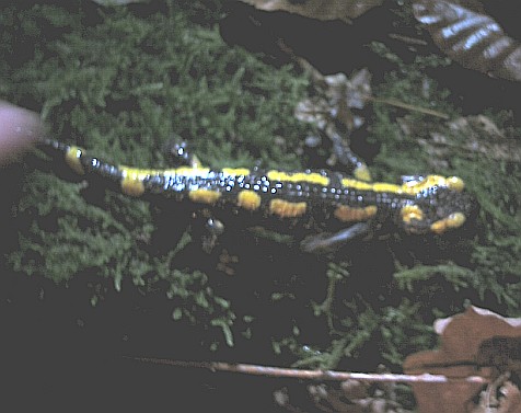 Feuersalamander