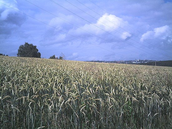 Weizen und Wolken